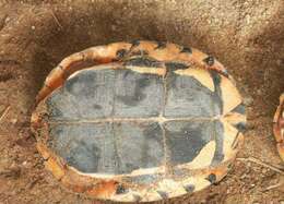 Image of Vietnamese three-striped box turtle