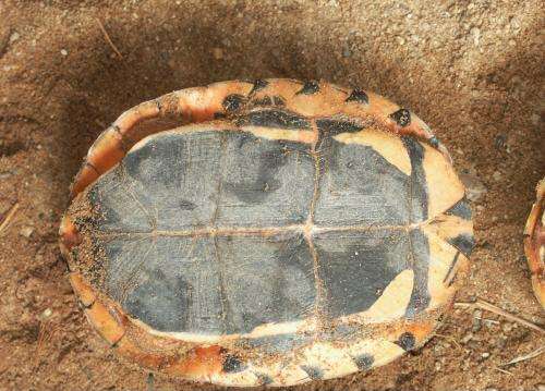 Image of Vietnamese three-striped box turtle