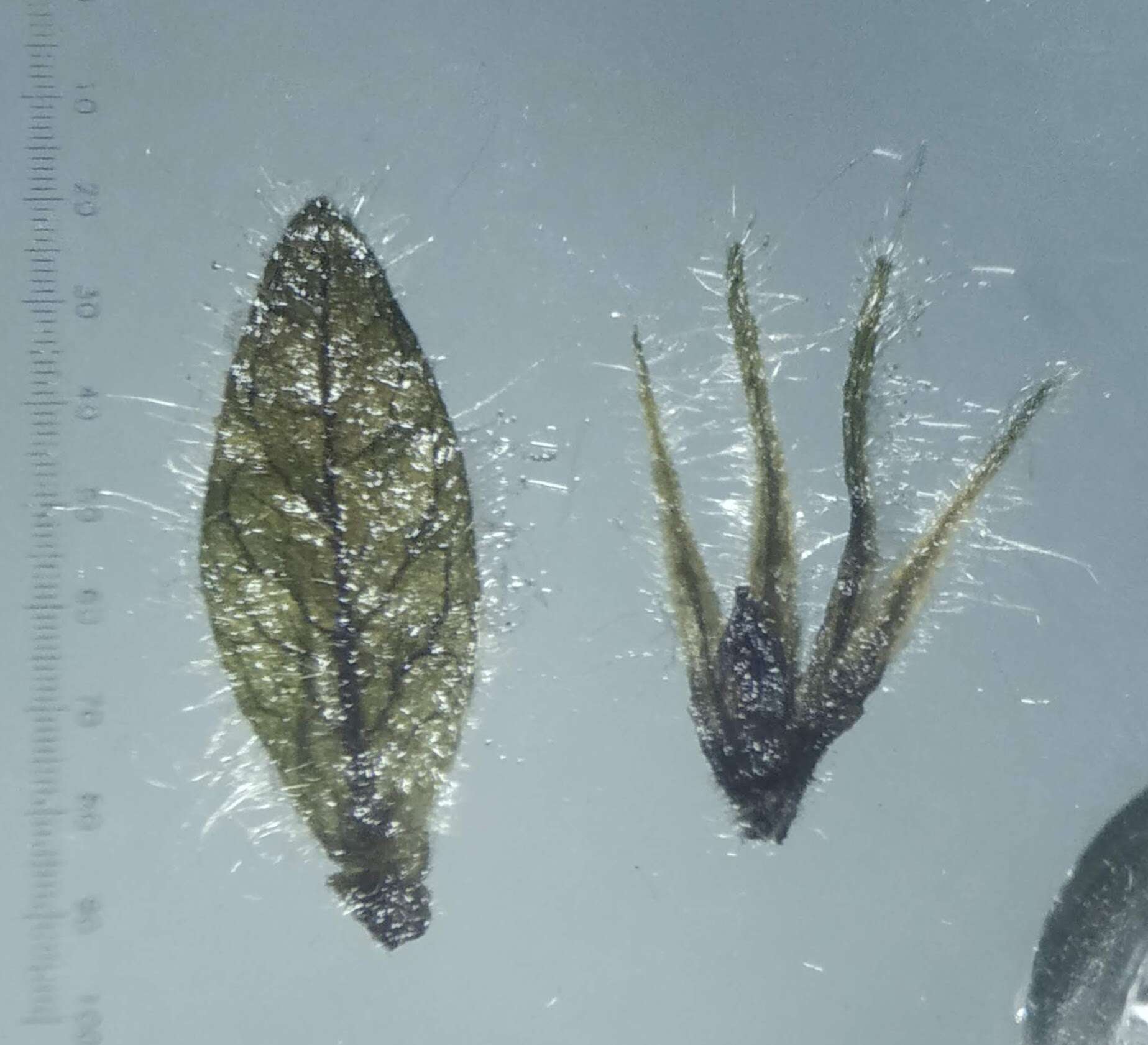 Image de Phaulopsis dorsiflora (Retz.) Santapau