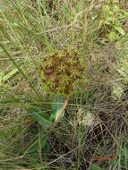 Imagem de Asclepias macropus (Schltr.) Schltr.