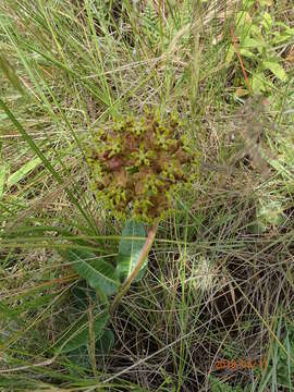 Слика од Asclepias macropus (Schltr.) Schltr.