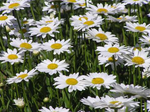 Image of Oxeye Daisy