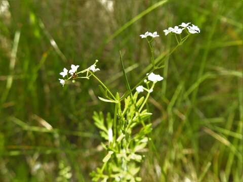 Plancia ëd Galium obtusum Bigelow