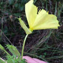 Sivun Oenothera heterophylla Spach kuva