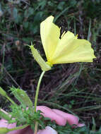 Oenothera heterophylla Spach的圖片