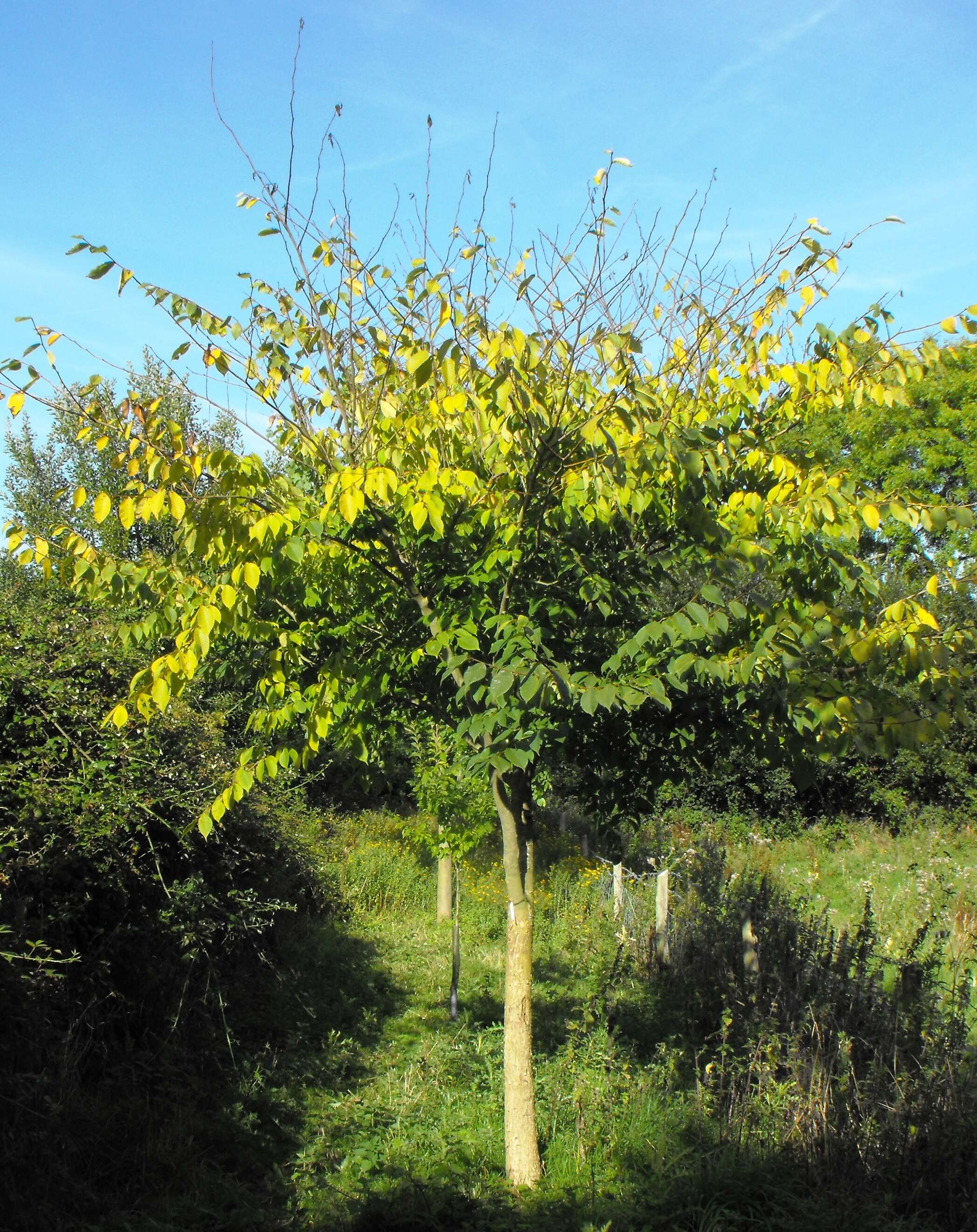 Image of Japanese elm