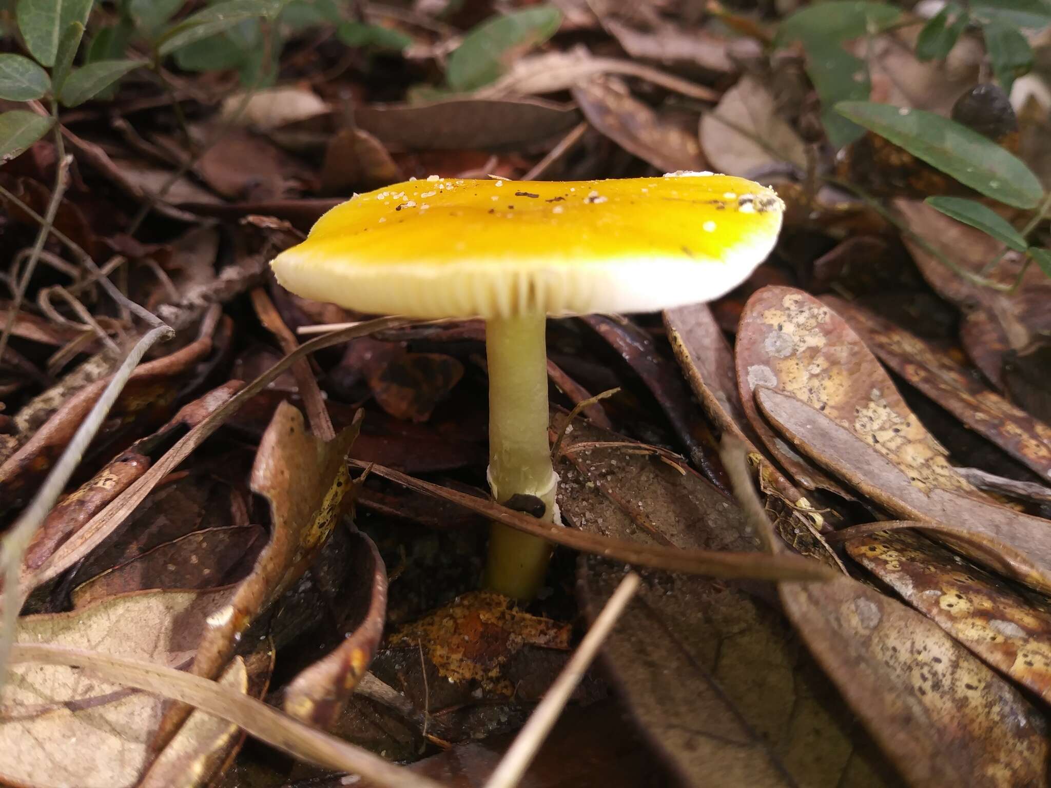 Image of Amanita flavivolva Murrill 1953