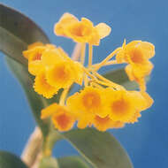 Imagem de Dendrobium chrysotoxum Lindl.