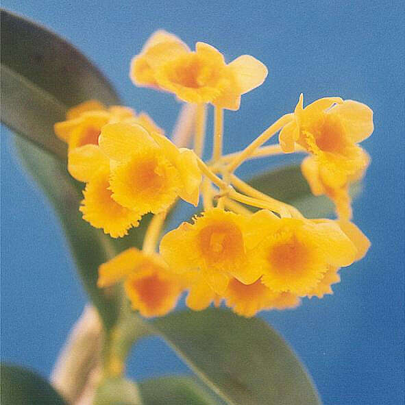 Imagem de Dendrobium chrysotoxum Lindl.