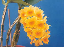 Imagem de Dendrobium densiflorum Lindl.