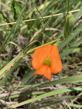 Image of Tephrosia acaciifolia Baker