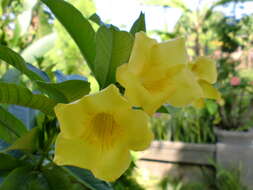 Image of bush allamanda