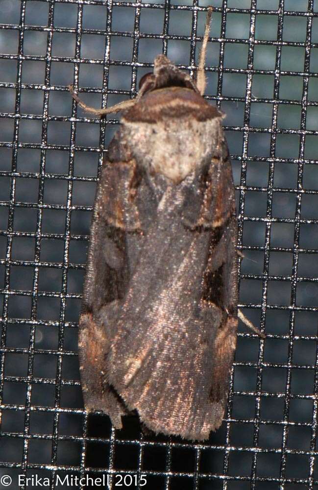 Image of Pink-spotted Dart