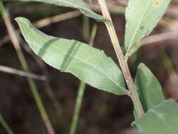 Image of Wright's goldenrod