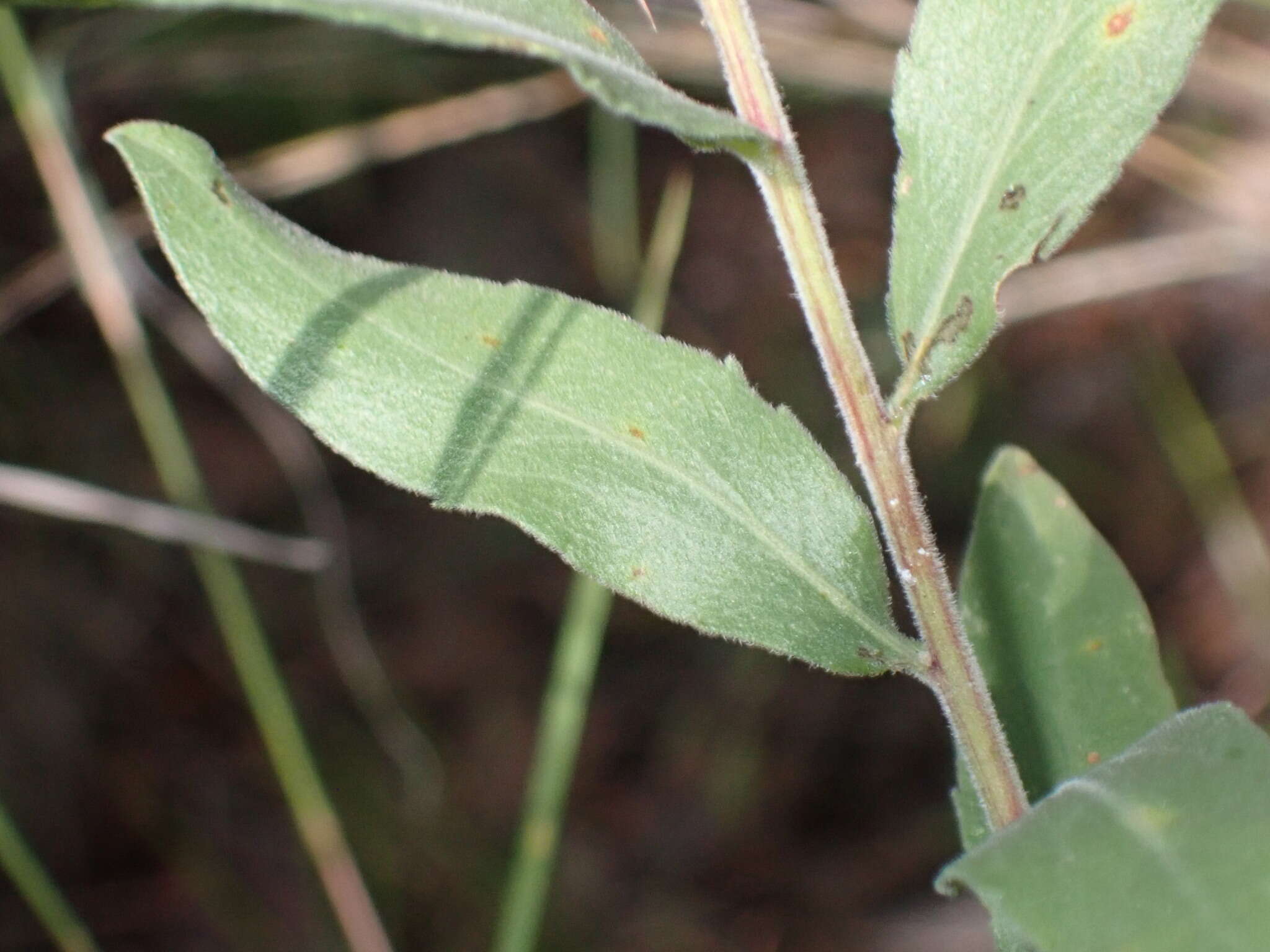 Image de Solidago wrightii A. Gray