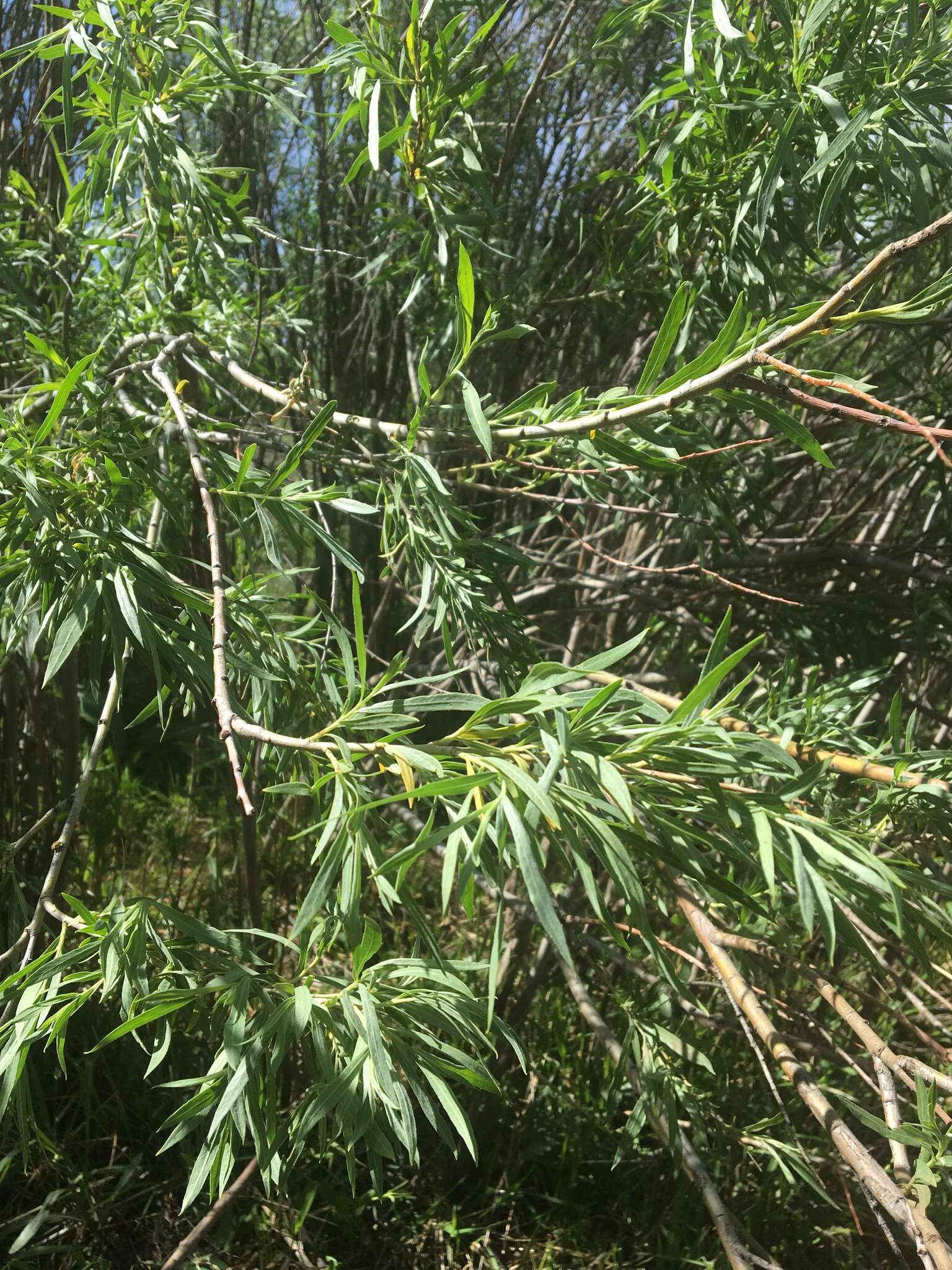 Image of narrowleaf willow