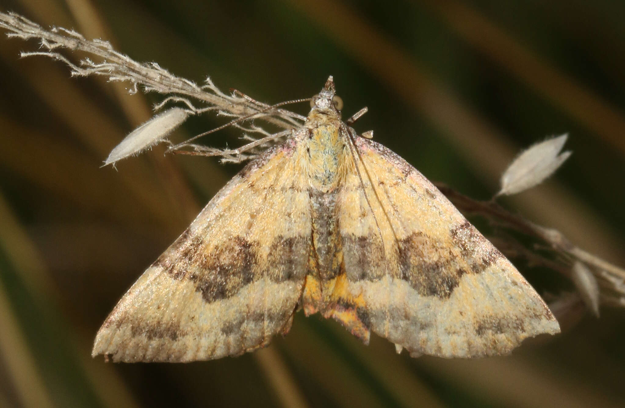 Sivun Chrysolarentia polyxantha (Meyrick 1891) kuva