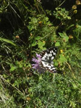 Image of marbled white