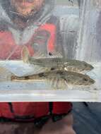 Image of Pacific staghorn sculpins