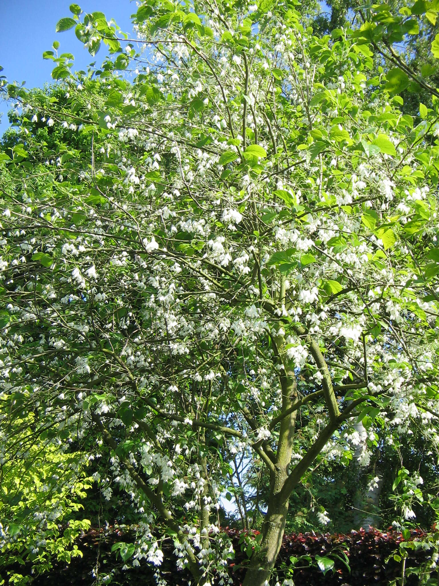 Imagem de Halesia carolina L.