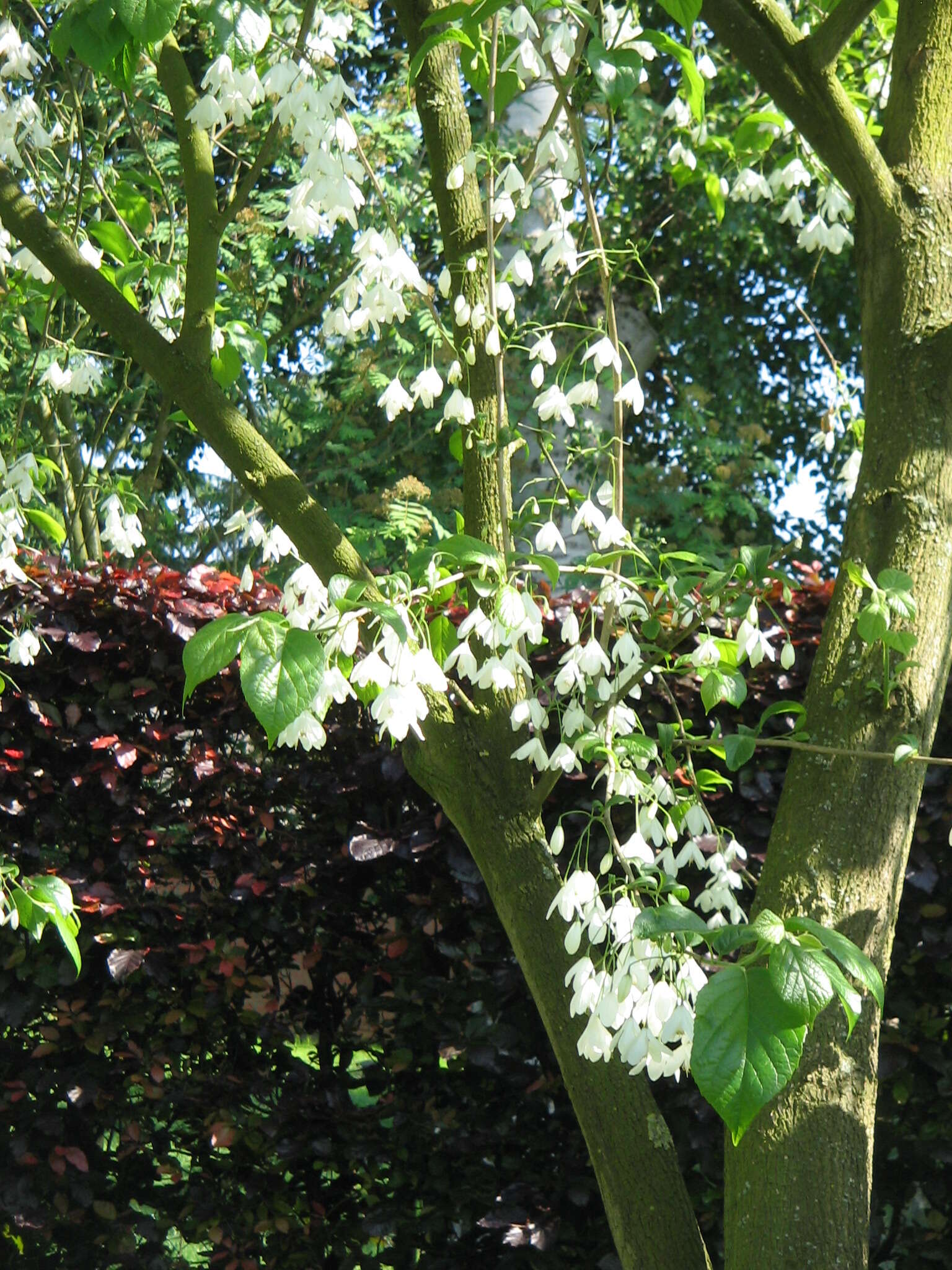 Imagem de Halesia carolina L.