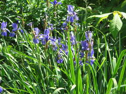 Image of German Iris