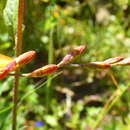 Image of Tritonia deusta subsp. deusta