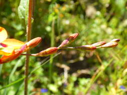 Image of Tritonia deusta subsp. deusta
