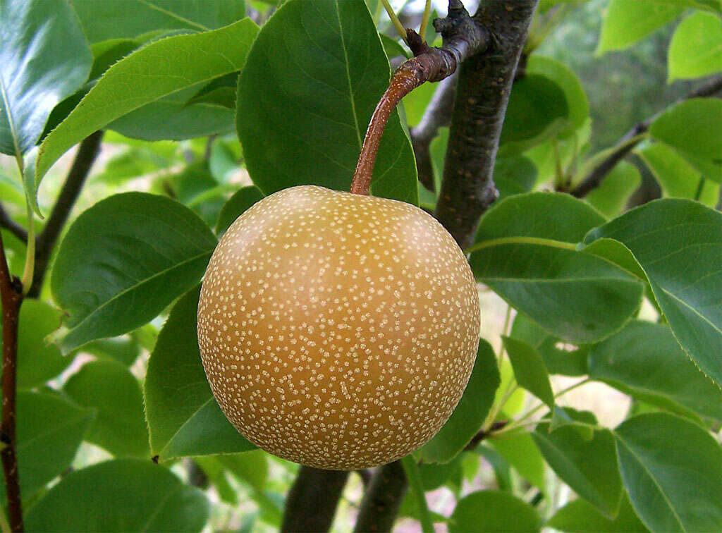 Plancia ëd Pyrus pyrifolia (Burm. fil.) Nakai