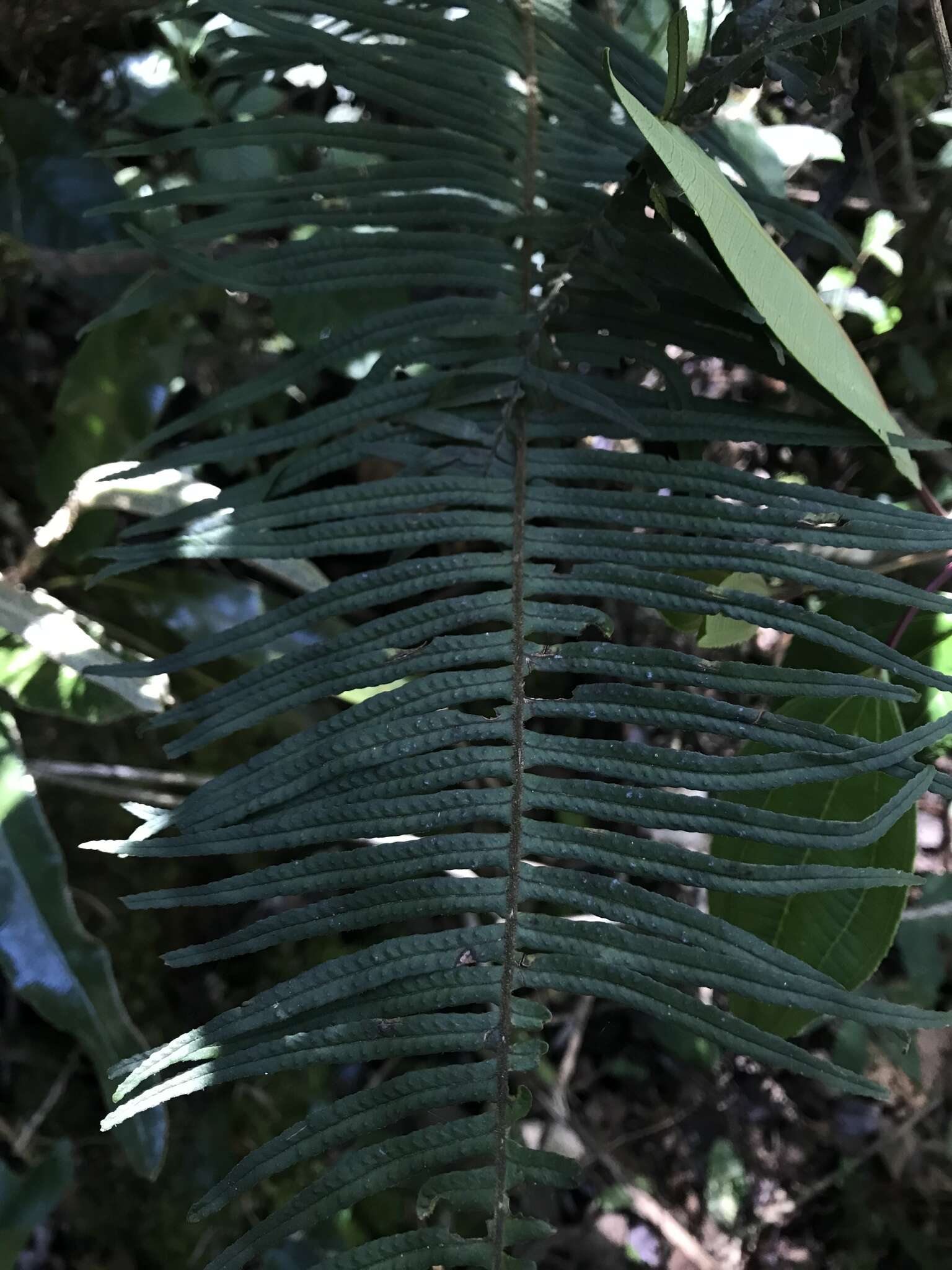 Image of Pecluma divaricata (E. Fourn.) Mickel & Beitel