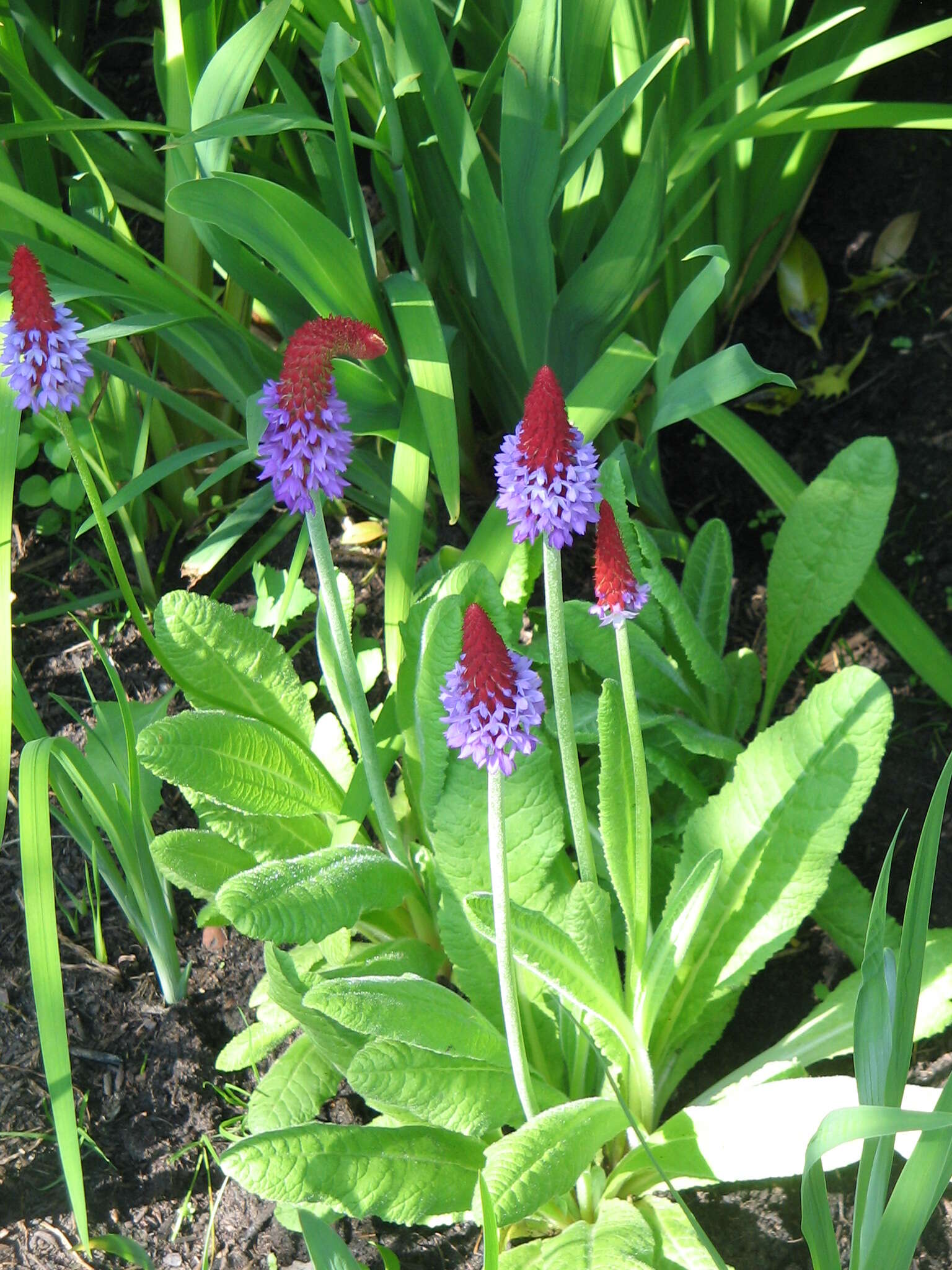 Image of Primula vialii Delavay ex Franch.