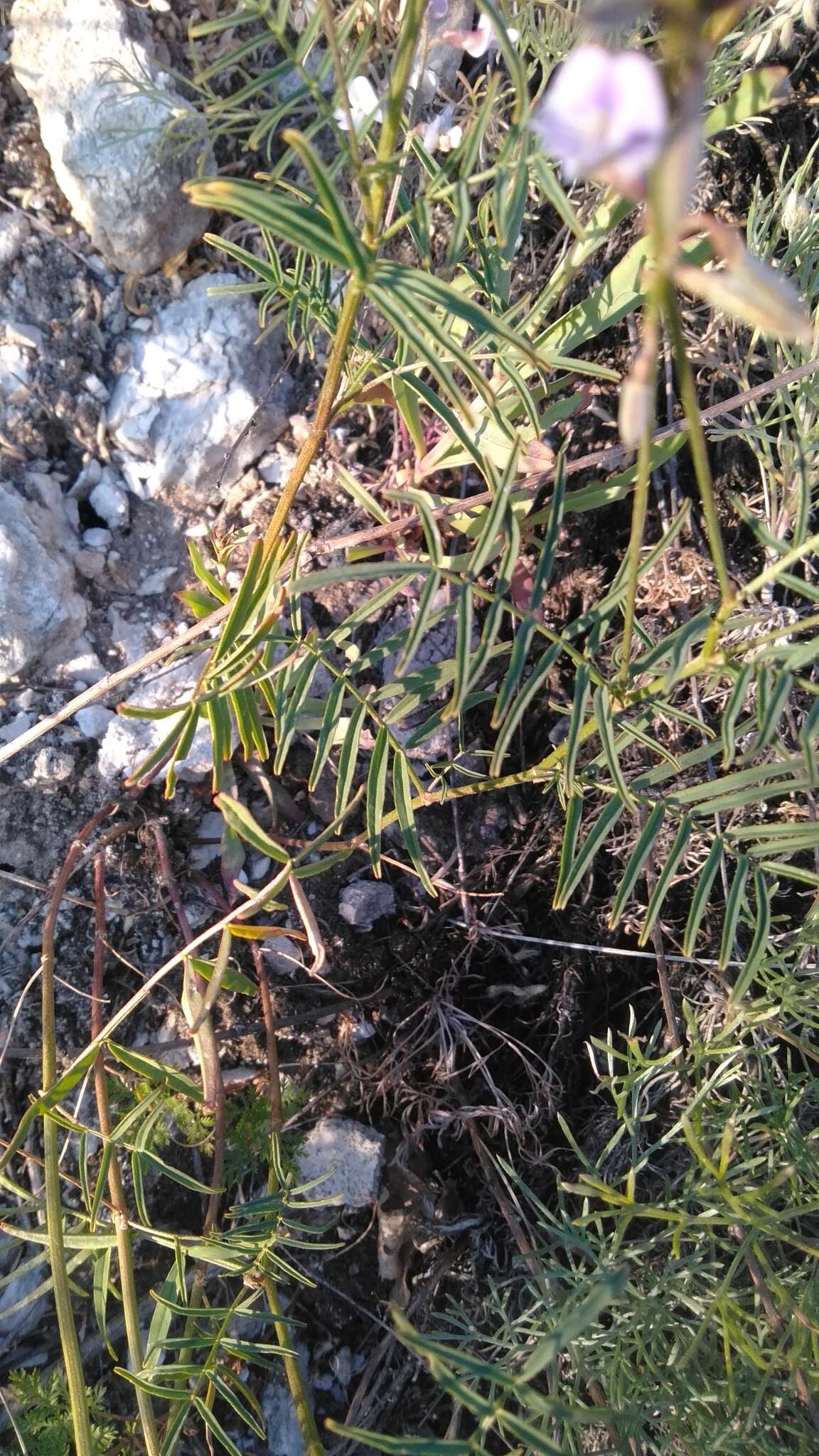 Image of Astragalus silvisteppaceus Knjaz.