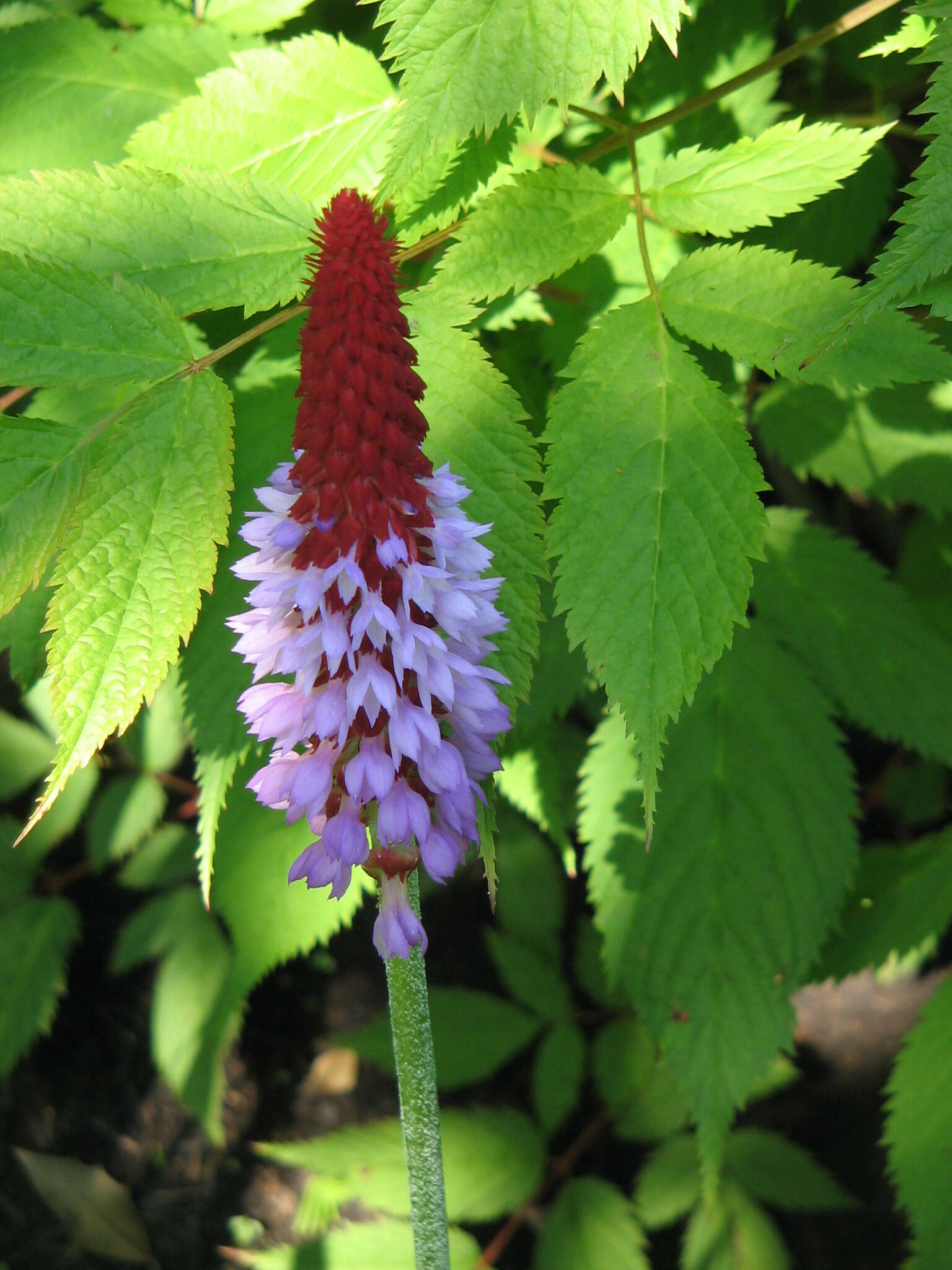 Image of Primula vialii Delavay ex Franch.