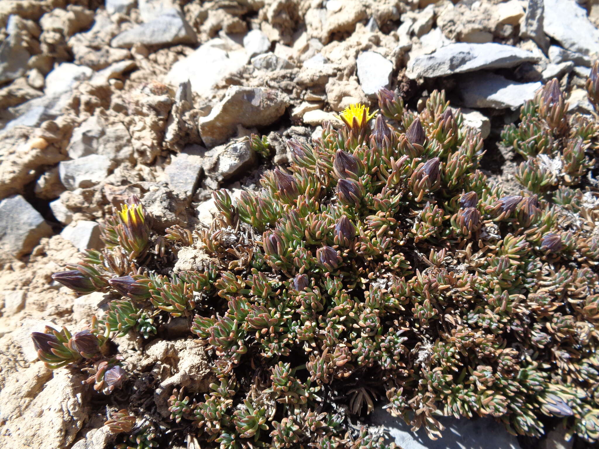 Image of Xenophyllum ciliolatum (A. Gray) V. A. Funk