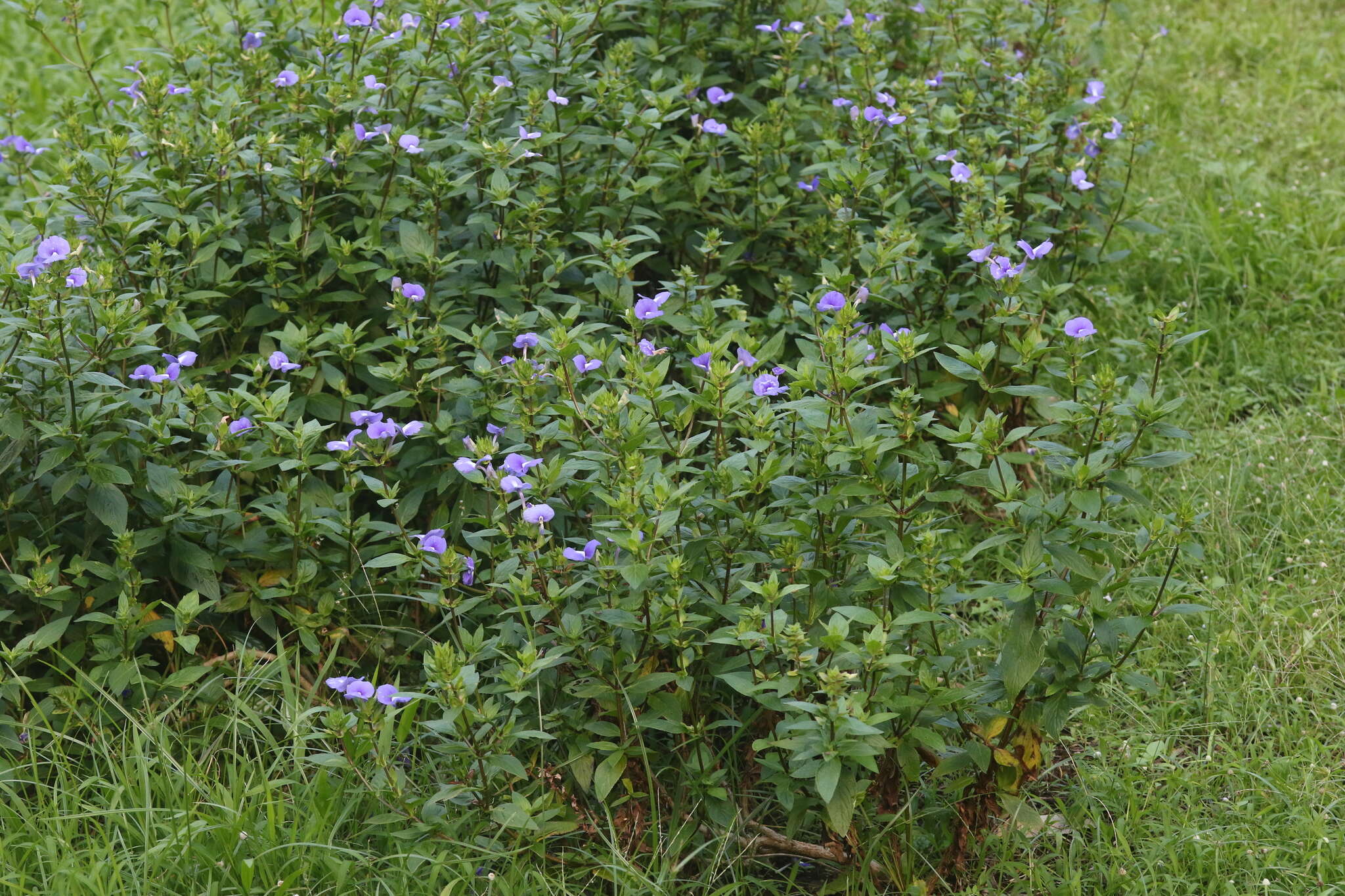 Plancia ëd Achetaria azurea (Linden) V. C. Souza