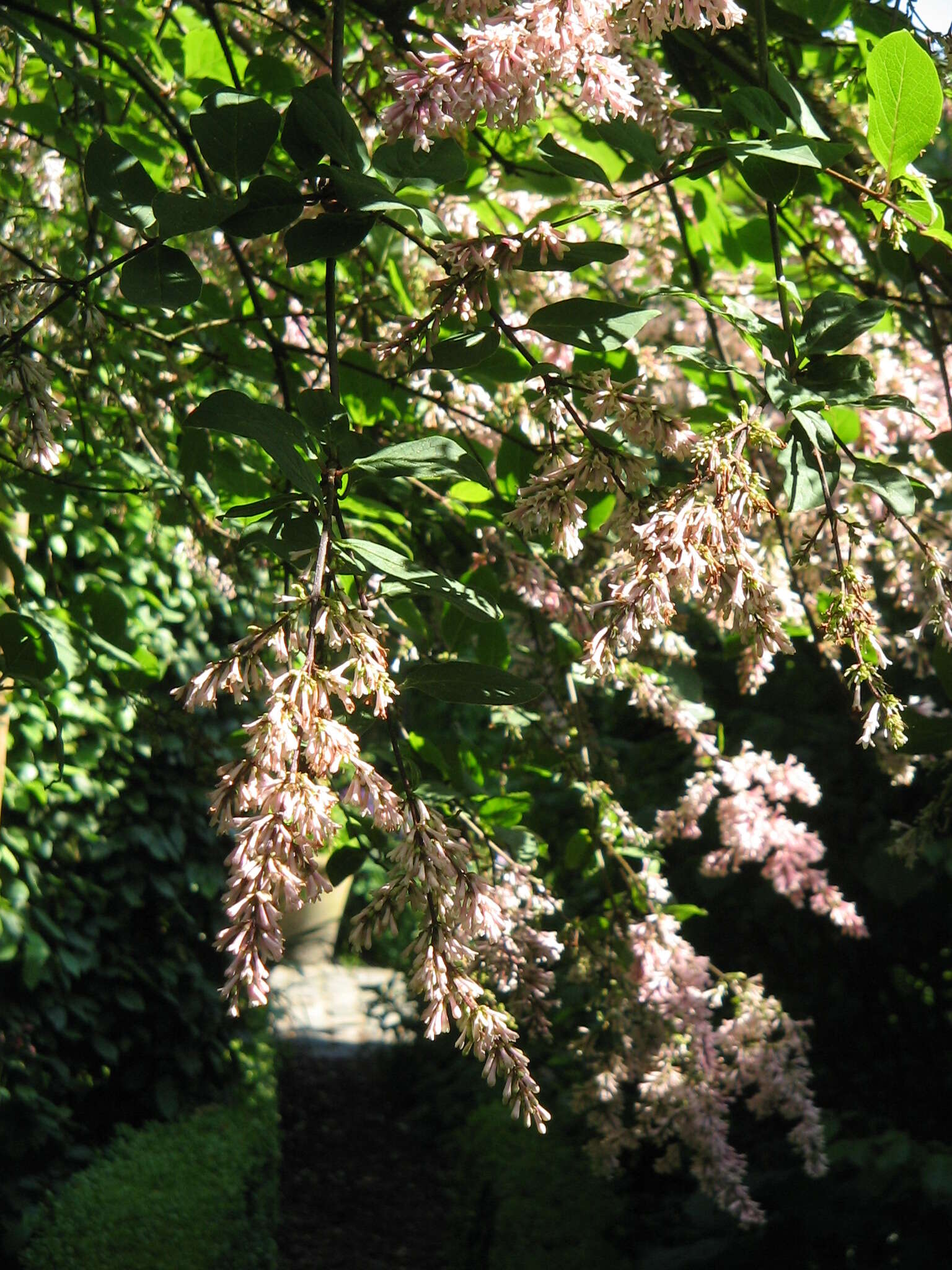 Image of Syringa tomentella Bureau & Franch.