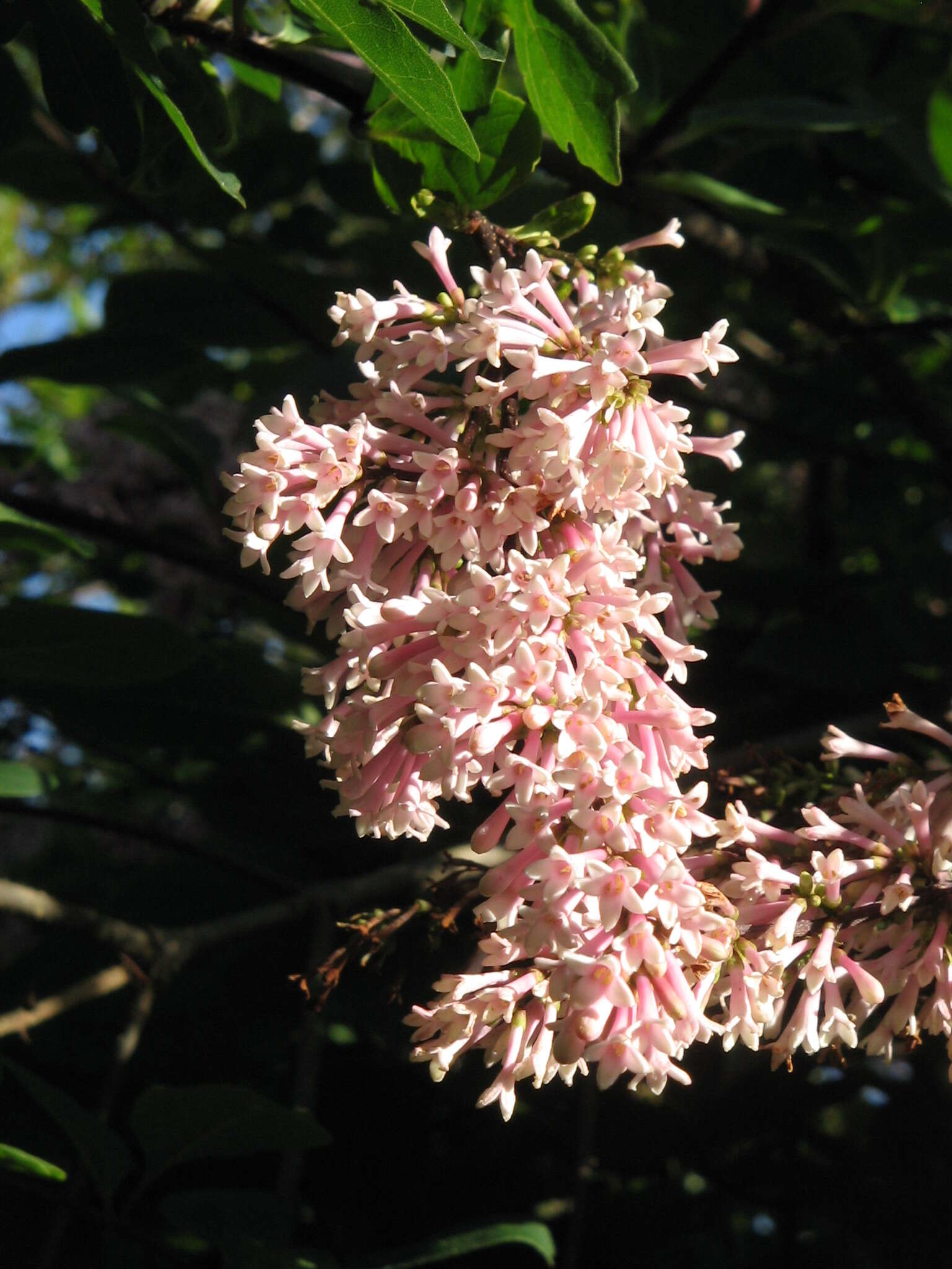 Image of Syringa tomentella Bureau & Franch.