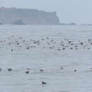 Image of Peruvian Diving Petrel