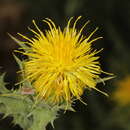 Imagem de Phonus arborescens (L.) G. López González