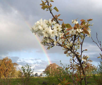 Image of Chinese pear