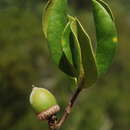 Image of sandhill oak