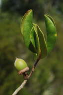 Image of scrub oak