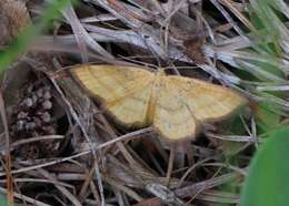 Image of Idaea flaveolaria