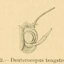 Image of Deuterocopus tengstroemi Zeller 1852