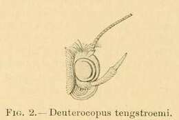 Image of Deuterocopus tengstroemi Zeller 1852