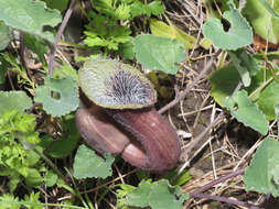 Image of Aristolochia cretica Lam.