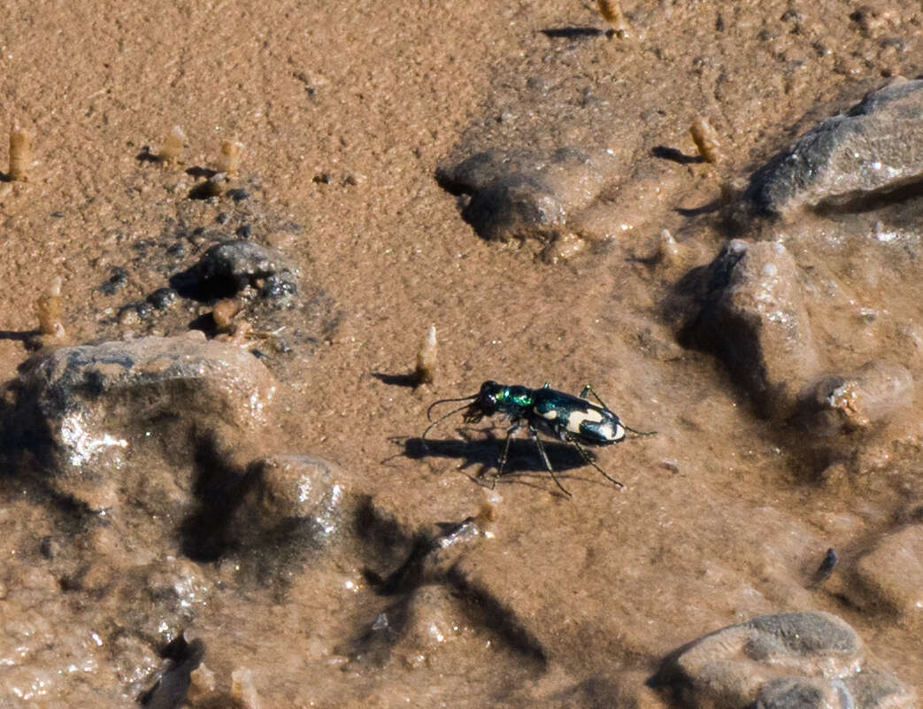 Слика од Cicindela (Cicindelidia) willistoni pseudosenilis W. Horn 1900