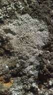 Image de Lecanora hybocarpa (Tuck.) Brodo