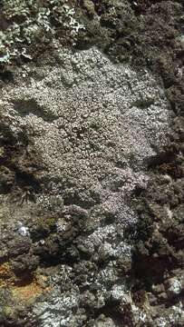 Image of Bumpy rim-lichen;   Rim lichen