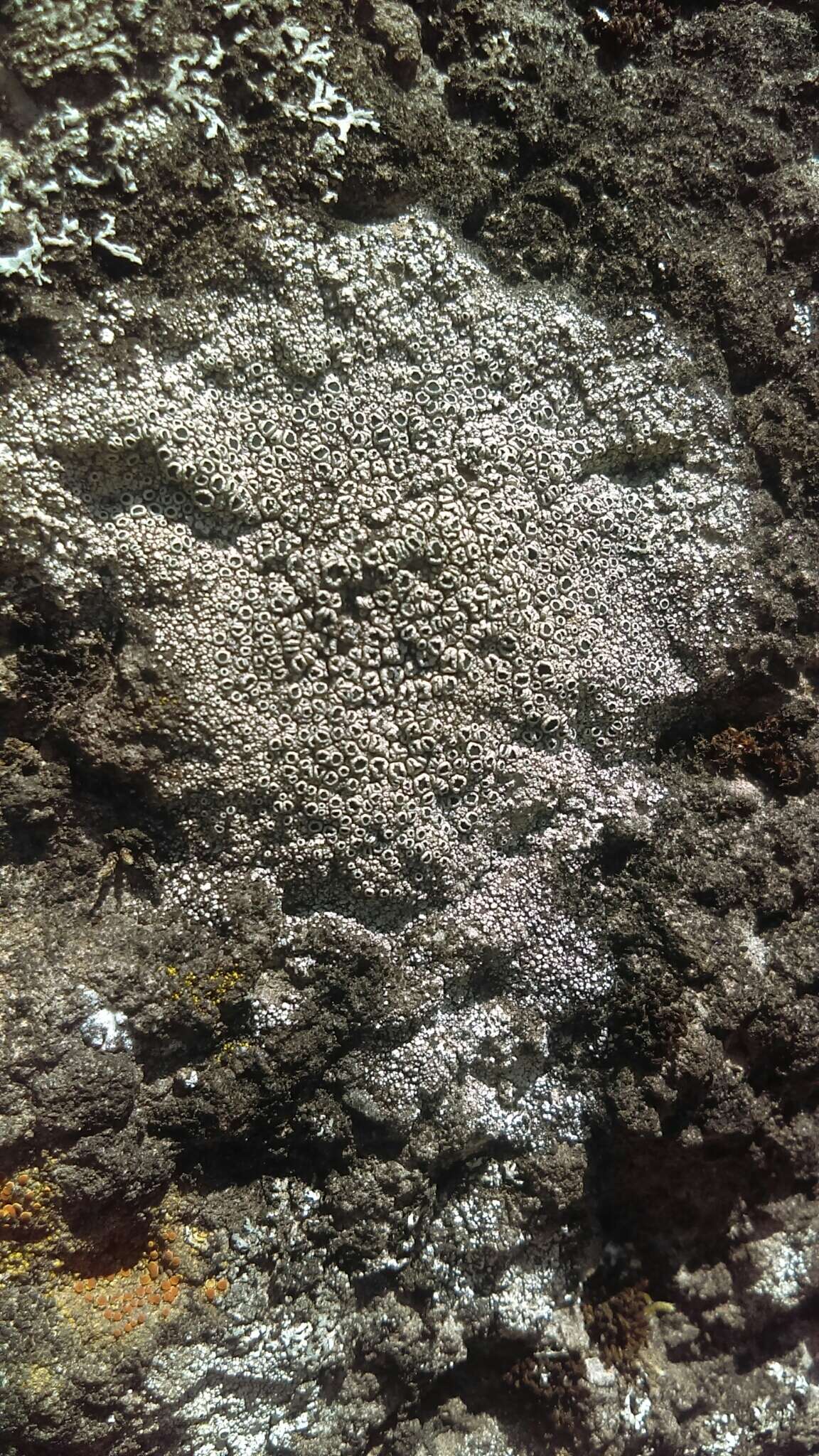 Image of Bumpy rim-lichen;   Rim lichen